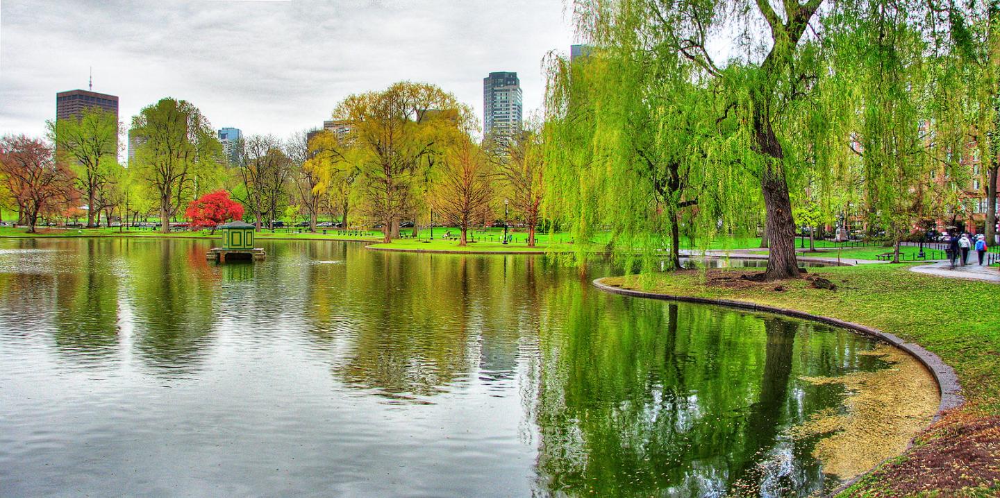 Pond and grassy park
