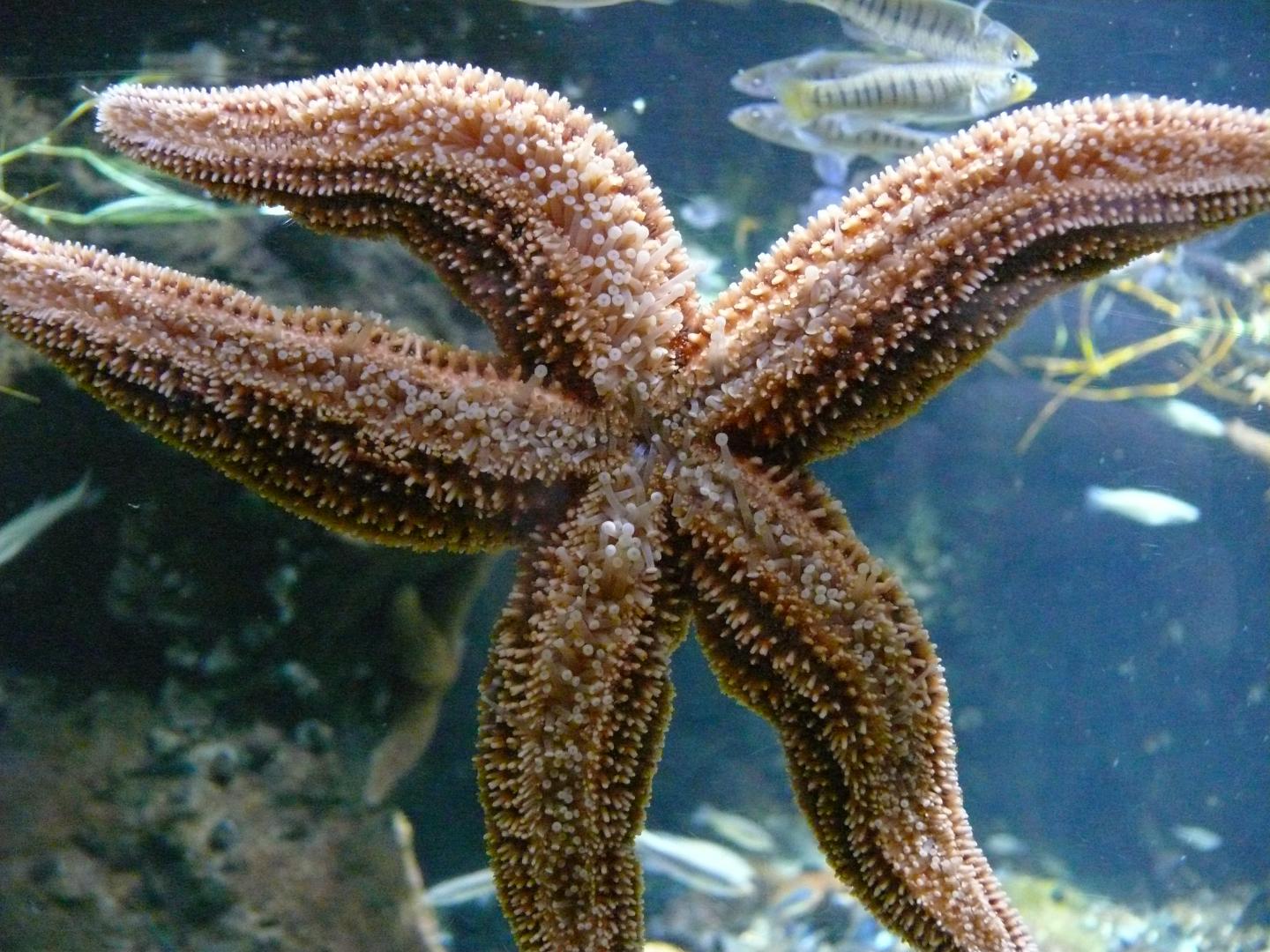 starfish