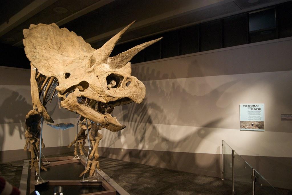 Dinosaur skeleton